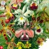 Ernst Haeckel: Orchid Jigsaw Puzzle(Ernst Haeckel Orchid Jigsaw Puzzle)